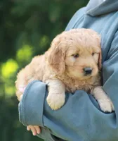 Remi, a male Goldendoodle for sale in Yacolt, WA – Photo 1 of 3