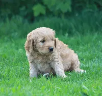 Remi, a male Goldendoodle for sale in Yacolt, WA – Photo 3 of 3