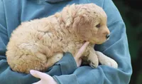 Remi, a male Goldendoodle for sale in Yacolt, WA – Photo 2 of 3