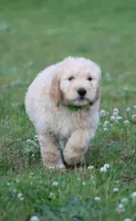 Charlie, a male Goldendoodle for sale in Yacolt, WA – 2 of 9