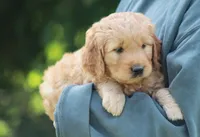 Max, a male Goldendoodle for sale in Yacolt, WA – Photo 1 of 2