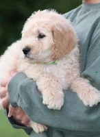 Charlie, a male Goldendoodle for sale in Yacolt, WA – 7 of 9