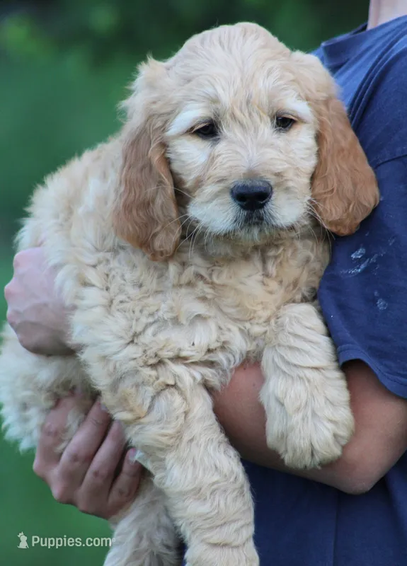 Max – Goldendoodle puppy for sale in Yacolt, WA