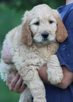 Max, a male Goldendoodle for sale in Yacolt, WA – 1 of 7