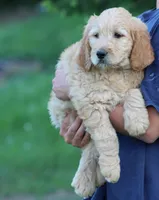 Max, a male Goldendoodle for sale in Yacolt, WA – 2 of 7