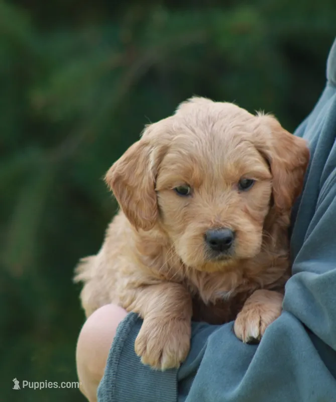 Max – Goldendoodle puppy for sale in Yacolt, WA