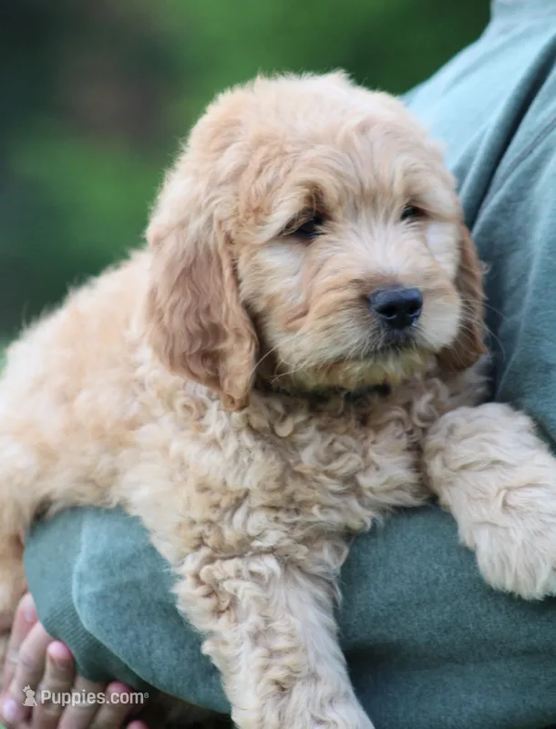 Remi – Goldendoodle puppy for sale in Yacolt, WA