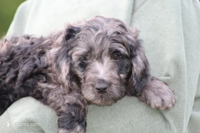 Jasper – Goldendoodle puppy for sale in Yacolt, WA