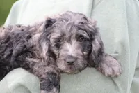 Jasper, a male Goldendoodle for sale in Yacolt, WA – 2 of 6