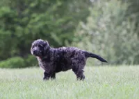 Jasper, a male Goldendoodle for sale in Yacolt, WA – 3 of 6