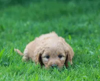 June, a female Goldendoodle for sale in Yacolt, WA – Photo 3 of 3