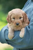 June, a female Goldendoodle for sale in Yacolt, WA – Photo 2 of 3