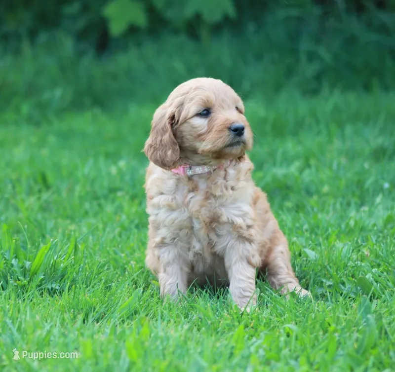 June – Goldendoodle puppy for sale in Yacolt, WA
