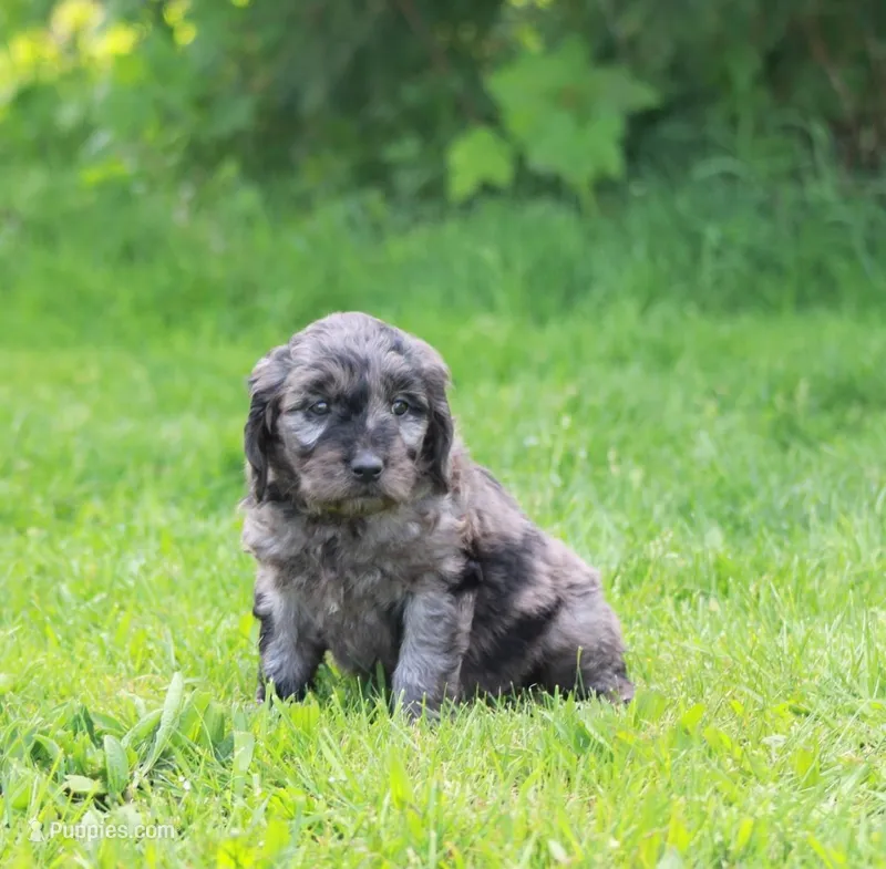Lucy – Goldendoodle puppy for sale in Yacolt, WA