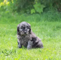 Lucy, a female Goldendoodle for sale in Yacolt, WA – Photo 2 of 2