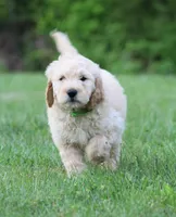 Charlie, a male Goldendoodle for sale in Yacolt, WA – 6 of 9