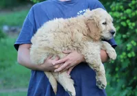Max, a male Goldendoodle for sale in Yacolt, WA – 3 of 7