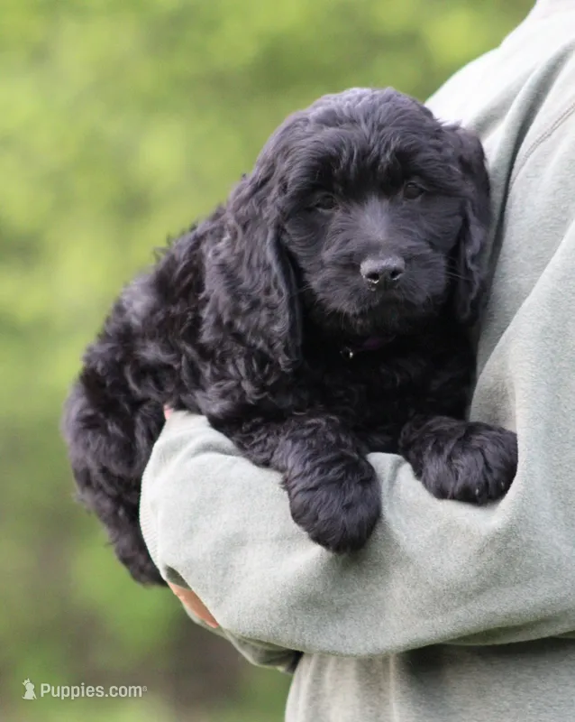 Milo – Goldendoodle puppy for sale in Yacolt, WA