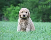 Remi, a male Goldendoodle for sale in Yacolt, WA – 6 of 8