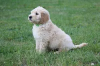 Charlie, a male Goldendoodle for sale in Yacolt, WA – 8 of 9
