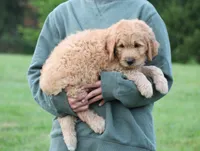 Remi, a male Goldendoodle for sale in Yacolt, WA – 3 of 8