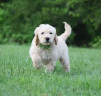 Charlie, a male Goldendoodle for sale in Yacolt, WA – 3 of 9