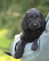 Milo, a male Goldendoodle for sale in Yacolt, WA – Photo 1 of 3