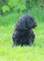 Milo, a male Goldendoodle for sale in Yacolt, WA – Photo 3 of 3