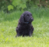 Milo, a male Goldendoodle for sale in Yacolt, WA – Photo 2 of 3