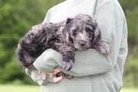 Jasper, a male Goldendoodle for sale in Yacolt, WA – 6 of 6
