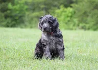 Jasper, a male Goldendoodle for sale in Yacolt, WA – 1 of 6
