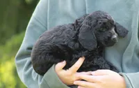 Luna, a female Goldendoodle for sale in Yacolt, WA – Photo 3 of 3
