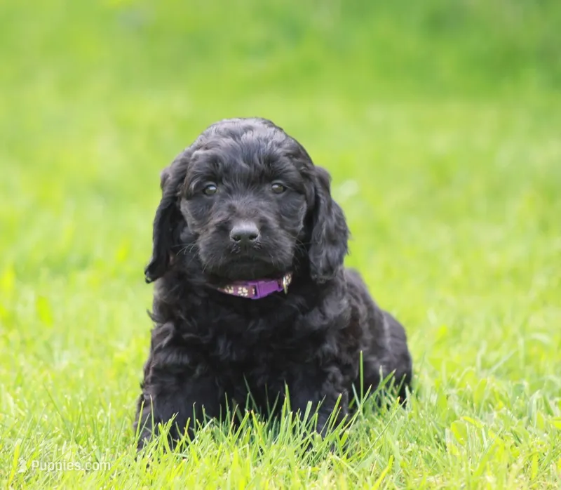 Luna – Goldendoodle puppy for sale in Yacolt, WA