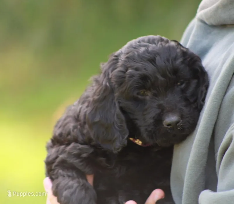 Luna – Goldendoodle puppy for sale in Yacolt, WA