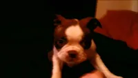 Sally, a female Boston Terrier for sale in Arlington, WA – Photo 3 of 3