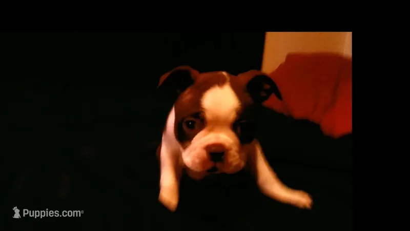 Sally – Boston Terrier puppy for sale in Arlington, WA