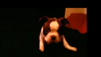Sally, a female Boston Terrier for sale in Arlington, WA – Photo 1 of 3