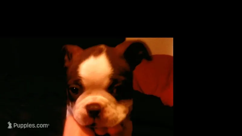 Sally – Boston Terrier puppy for sale in Arlington, WA