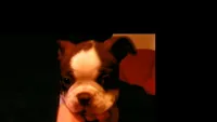 Sally, a female Boston Terrier for sale in Arlington, WA – Photo 2 of 3