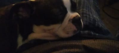 Rosie Possie, a female Boston Terrier for sale in Arlington, WA – 7 of 7