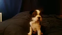Rosie, a female Boston Terrier for sale in Arlington, WA – Photo 3 of 3