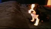 Rosie, a female Boston Terrier for sale in Arlington, WA – Photo 2 of 3