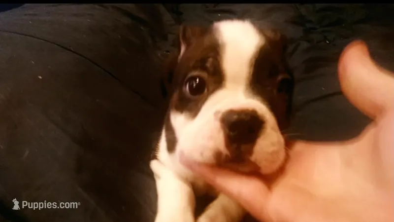 Rosie – Boston Terrier puppy for sale in Arlington, WA