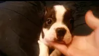 Rosie, a female Boston Terrier for sale in Arlington, WA – Photo 1 of 3