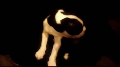 Rosie Possie, a female Boston Terrier for sale in Arlington, WA – 6 of 7