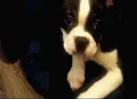 Rosie Possie, a female Boston Terrier for sale in Arlington, WA – 3 of 7