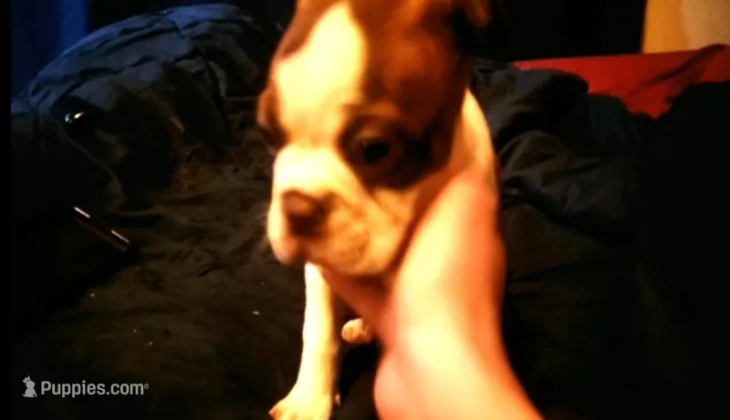 Billy – Boston Terrier puppy for sale in Arlington, WA