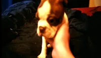 Billy, a male Boston Terrier for sale in Arlington, WA – 1 of 3