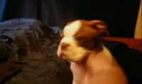 Billy, a male Boston Terrier for sale in Arlington, WA – 2 of 3