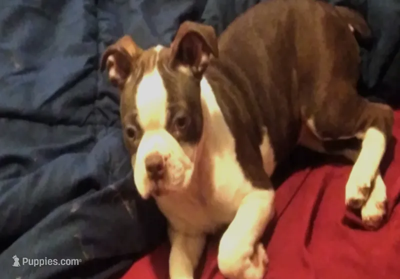 Sally O'Malley – Boston Terrier puppy for sale in Arlington, WA